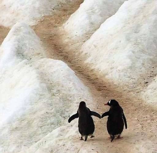 'It is essential that we value our own role and usefulness in this living and loving thing, for our own wholeness, and it is essential that we are loved by others, the more the better.'  Dr Judy Hinwood