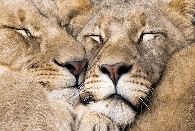 love 9 love 9