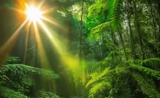 rainforestsun rainforestsun